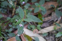Impatiens minor